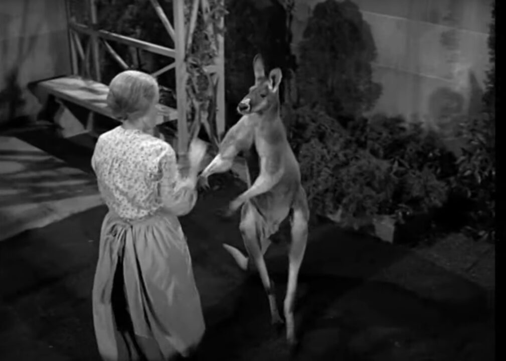 Granny boxing a kangaroo in "The Giant Jackrabbit" episode of <i>The Beverly Hillbillies</i>