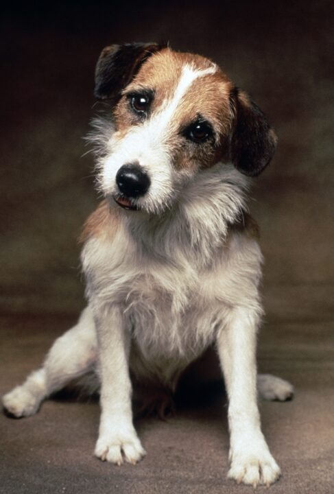 FRASIER, Eddie the Dog, (1994), 1993-2004