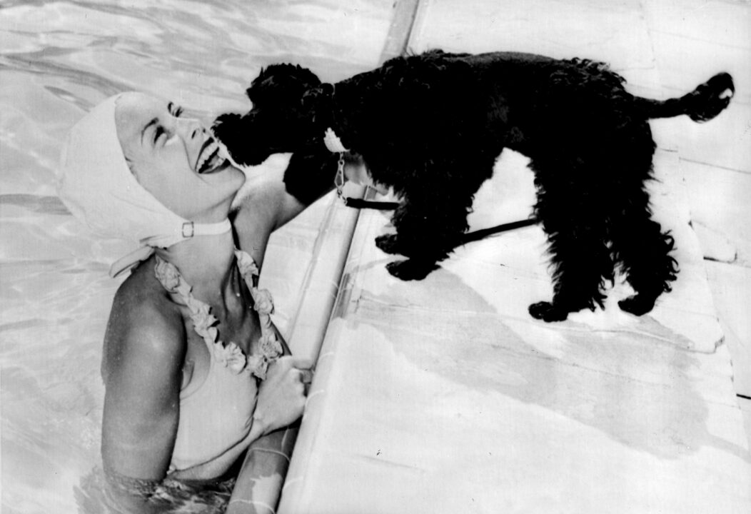Palm Springs, Calif … Oh! To change places with Janet Leigh's pet poodle, who here interrupts her swimming at the raquet club where she has been vacationing with her husband Tony Curtis. Credit INP Sound Photo Nov. 20, 1952 November 24, 1952