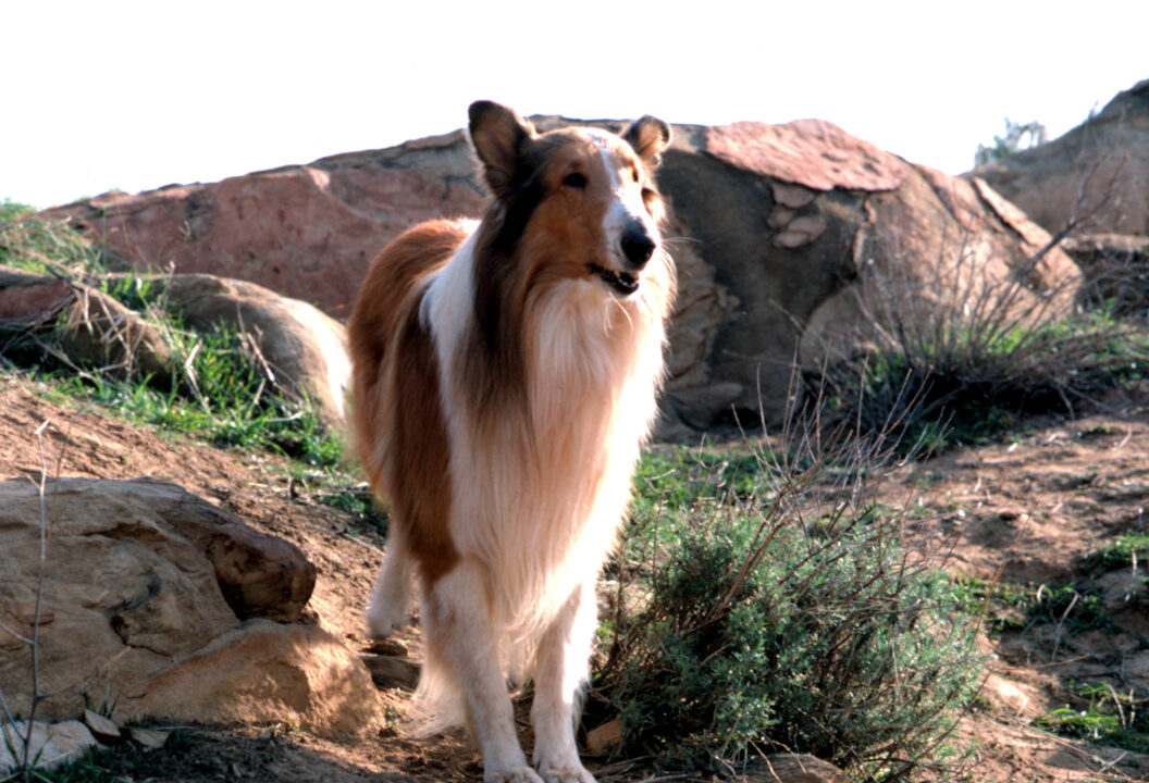 LASSIE, 1954-74