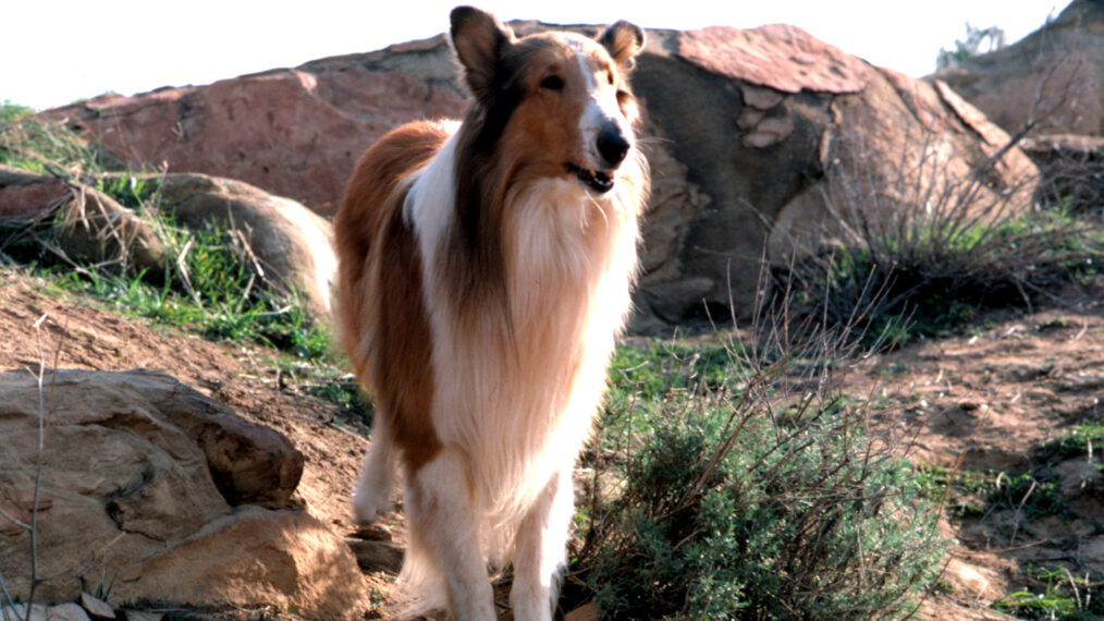 LASSIE, 1954-74