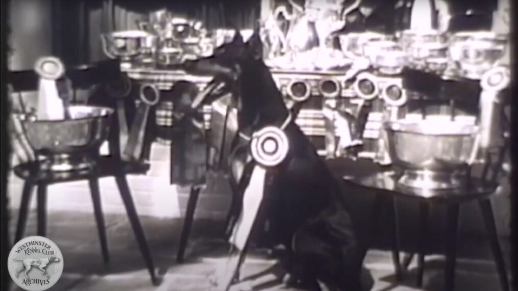 Sit & Stay For Some Cool Archival Footage From Past Westminster Kennel Club Dog Shows