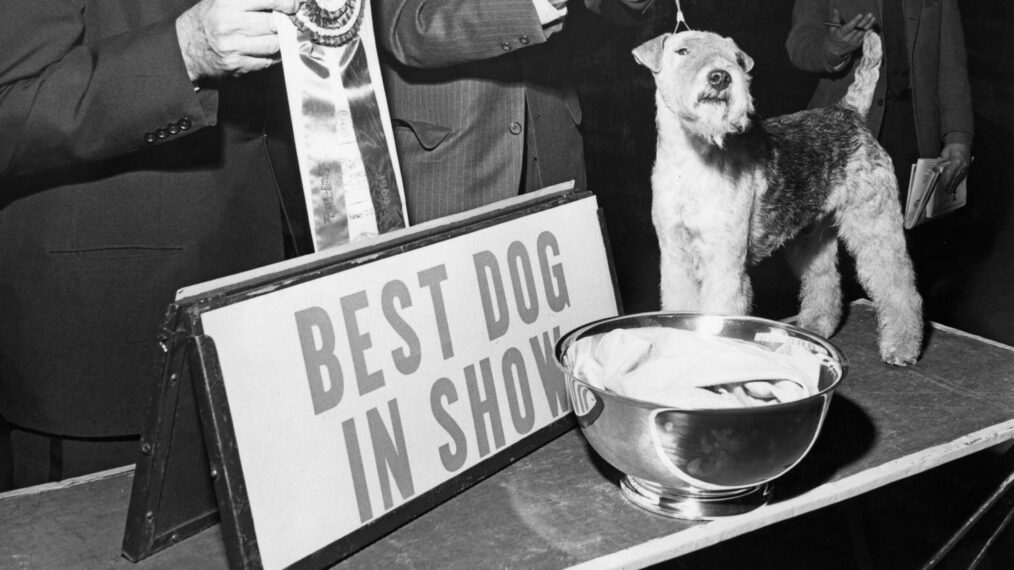 Champion Stingray of Derryabah, aka Skipper, a British Lakeland Terrier, wins Best In Show at the 92nd Westminster Kennel Club show at Madison Square Gardens, New York City, February 1968. Skipper also won at Crufts in 1967. He is pictured with chief judge Major B. Godsol (left) and handler Peter Green.