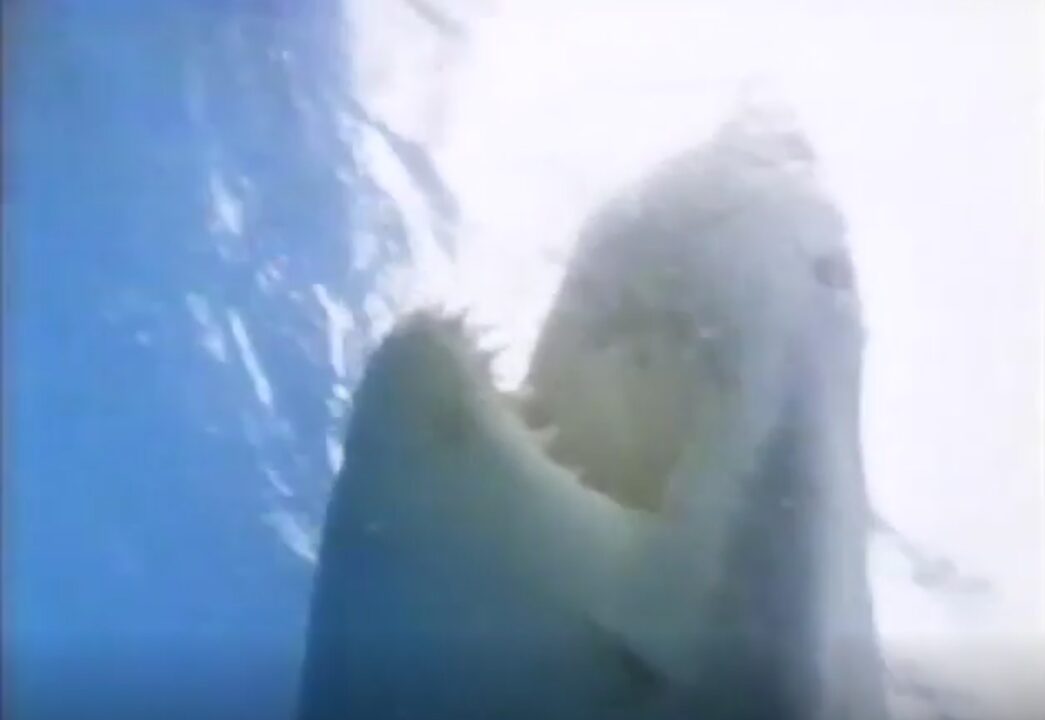 image from the 1984 documentary "Caged in Fear." It is an extreme closeup of the head of a large great white shark, near the right of the photo, as it swims up toward the surface, its jaws opened wide as if it is after something.