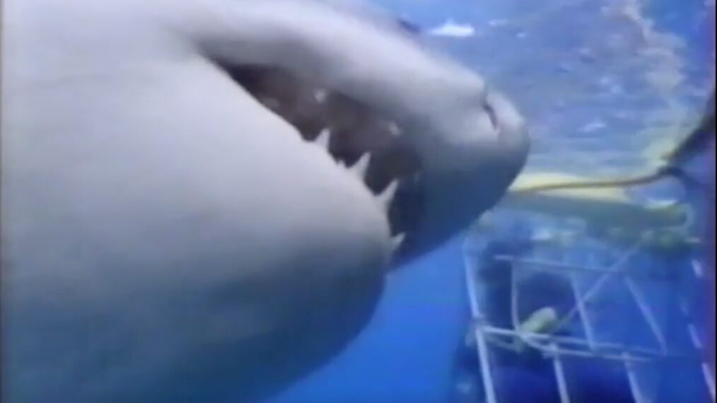shot from the shark documentary 
