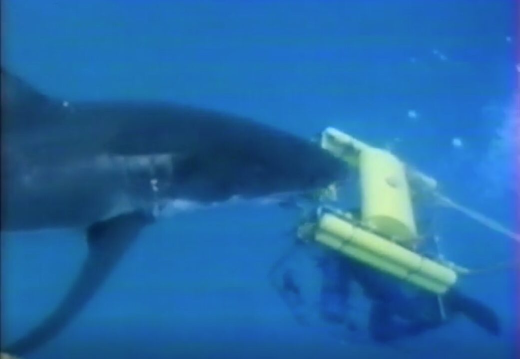 scene from the 1984 documentary "Caged in Fear," the first film aired during Discovery's first Shark Week in 1988. From the left, a large great white shark is going after an experimental cage, on the right, which contains a SCUBA diver inside