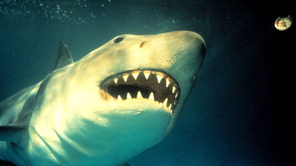 special effects image of a great white shark from the 1983 movie 