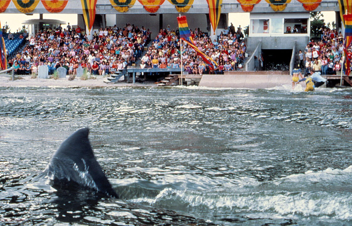 shot from the 1983 movie "Jaws 3-D." It is a closeup of the large dorsal fin of a great white shark speeding through the water in a pool at a marine amusement park as astonished audience members sitting in the stands around the water look on.