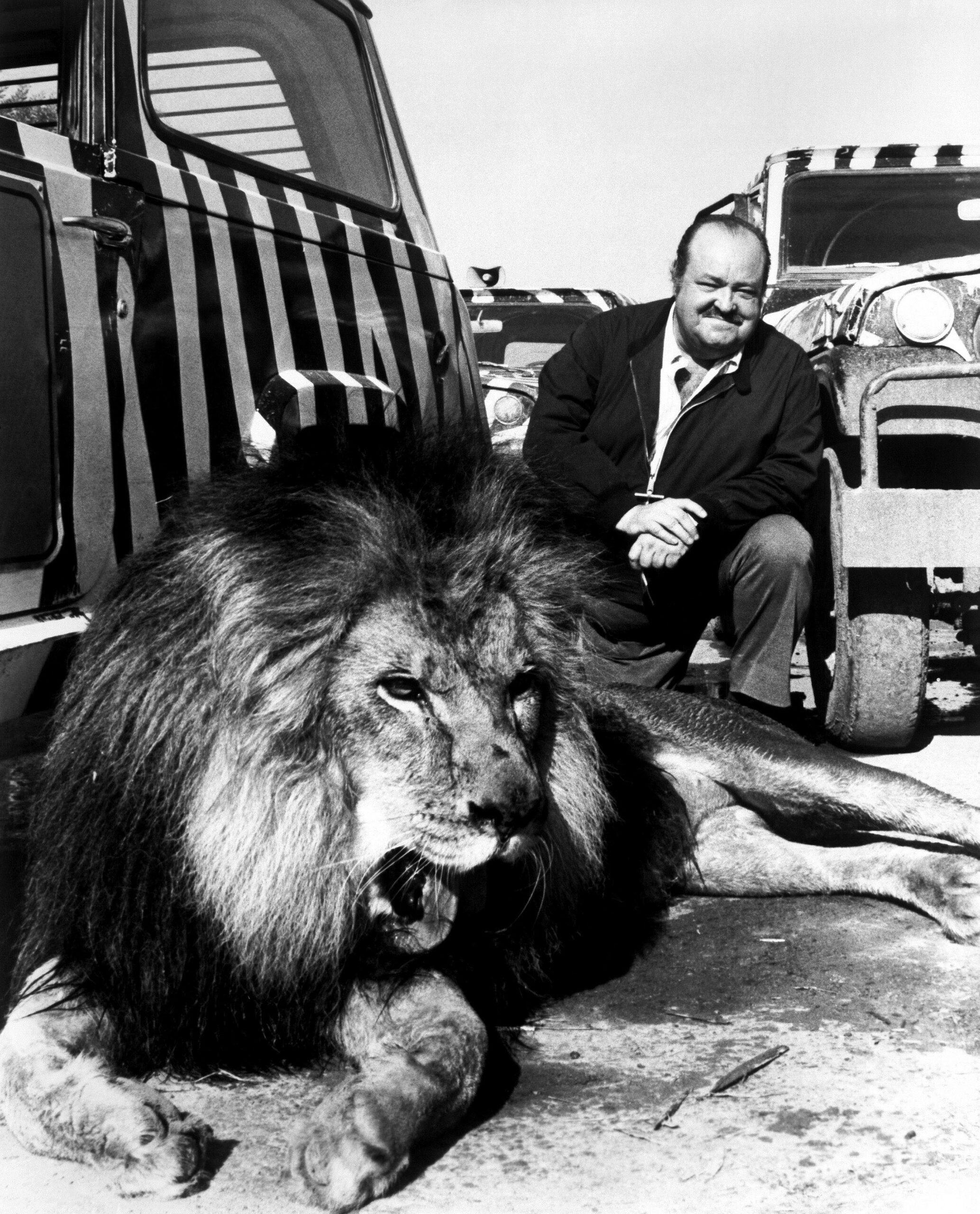 black and white promo shot for the 1973-78 natural history docuseries "Wild, Wild World of Animals." Series host William Conrad is slightly in the background, down on his right knee with his hands clasped across his right thigh and slightly smiling. He is next to a truck, and also next to the truck, just in front of Conrad, is a male lion that is lying down and in the process of just completing or roar or other noise.