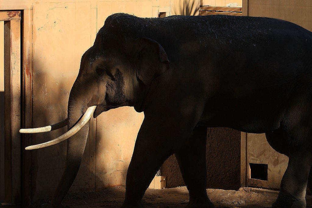 LOS ANGELES, CA - JANUARY 28: Billy, the only elephant currently at the Los Angeles Zoo, is seen in his temporary exhibit after the Los Angeles City Council voted today to keep Billy at the zoo and continue construction of the $42 million Pachyderm Forest elephant exhibit on January 28, 2009 in Los Angeles, California. A parade of celebrities who oppose elephants in zoos fought to shut down the project and send Billy to a sanctuary facility, including Bob Barker, Cher, Lily Tomlin and Kevin Nealon. After the Pachyderm Forest was approved by the City Council in 2006, actor Robert Culp and real estate agent Aaron Leider sued the city to stop the project alleging that zoo officials abuse elephants but the lawsuit was thrown out by the Los Angeles Superior Court. When completed, the 3 1/2-acre Pachyderm Forest will house up to five Asian elephants and three of their offspring in an enclosure with a waterfall and two pools