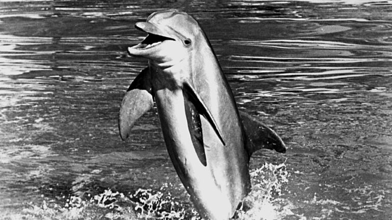 FLIPPER, Flipper the dolphin, 1964-1967
