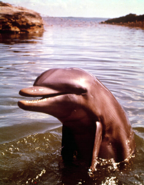 FLIPPER, Flipper, 1964-67