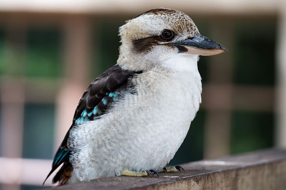 kookaburra bird