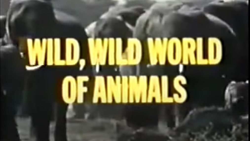 The Theme Music For 'Wild, Wild World of Animals' Was Among the Funkiest Grooves of the '70s
