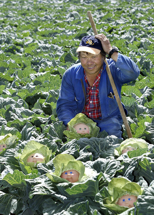 AUKLAND, NEW ZEALAND - MARCH 31: Farmer Howe Young of Young Wah Chong farm south of Pukekohe in Auckland, New Zealand, Wednesday 30th March 2005, is baffled to discover the first reported case of Cabbage Patch Kids growing wild in an otherwise ordinary field of cabbages. For more information contact Donald Holder 021 241 0448