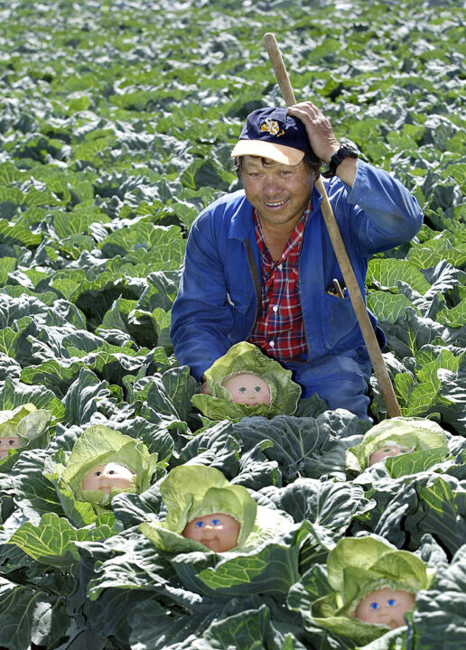 AUKLAND, NEW ZEALAND - MARCH 31: Farmer Howe Young of Young Wah Chong farm south of Pukekohe in Auckland, New Zealand, Wednesday 30th March 2005, is baffled to discover the first reported case of Cabbage Patch Kids growing wild in an otherwise ordinary field of cabbages. For more information contact Donald Holder 021 241 0448