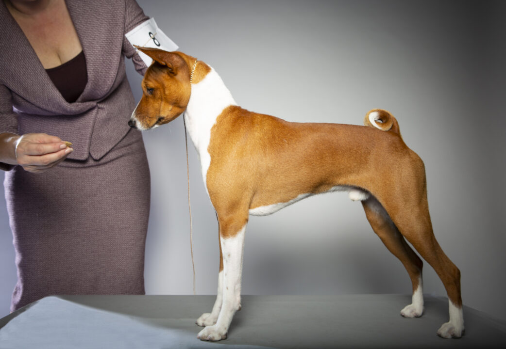 Basenji Show Dog with owner/trainer practicing his stance