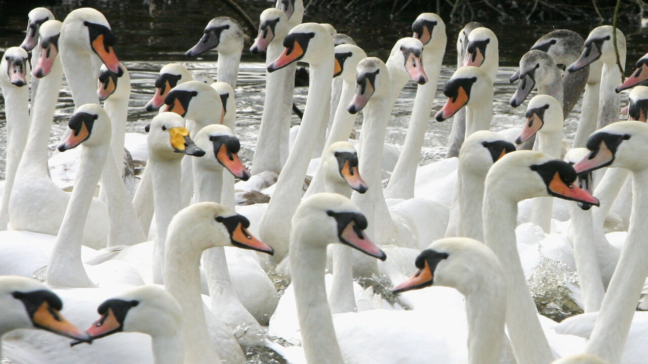 HAMBURG - FEBRUARY 17: Swans, who are usually on the river Alster, are moved to a makeshift shelter to protect them from bird flu on February 17, 2006 in Hamburg, Germany. The bird flu virus was found in two dead swans which were discovered by holidaymakers on a ferry serving the island of Ruegen in the Baltic Sea. (Photo by Alexander Hassenstein/Getty Images)