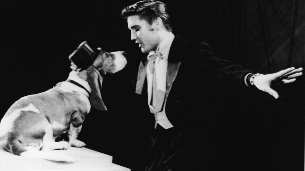 American rock singer Elvis Presley (1935 - 1977) serenades a basset hound in a top hat with the song, 'Hound Dog' on the set of 'The Steve Allen Show,' July 1956.