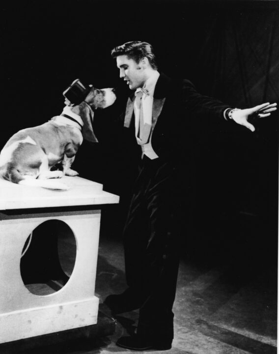 American rock singer Elvis Presley (1935 - 1977) serenades a basset hound in a top hat with the song, 'Hound Dog' on the set of 'The Steve Allen Show,' July 1956. 