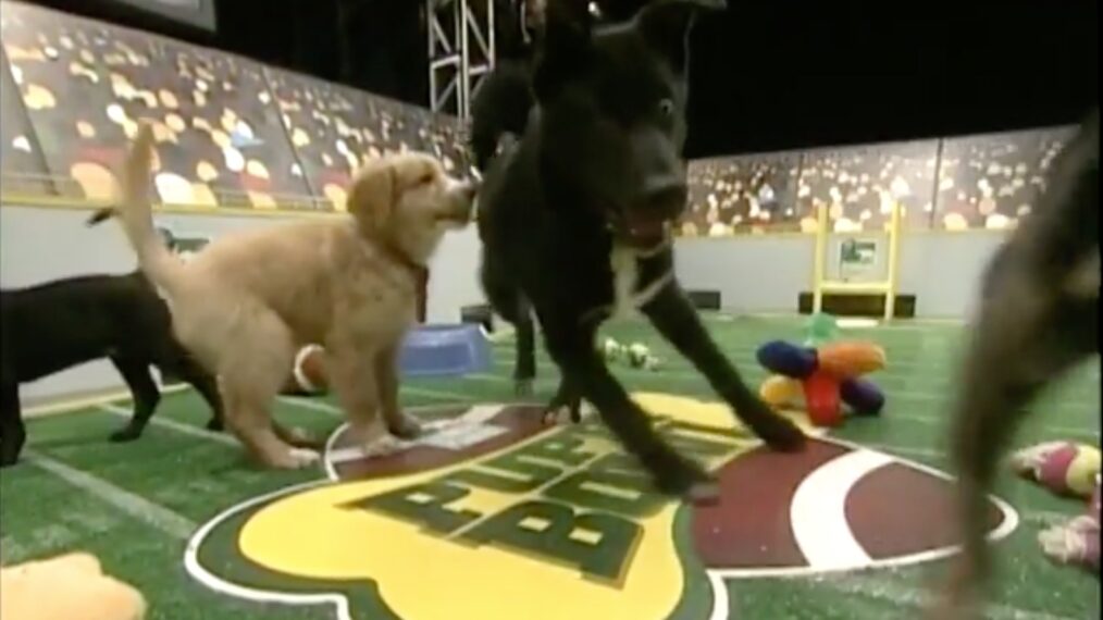 Relive Animal Planet's First Puppy Bowl From 2005 — Back When It Was All About the GAME, Man!