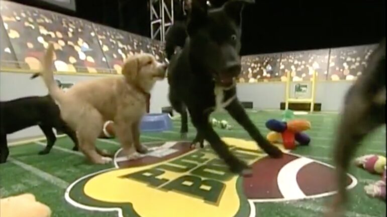 image from Animal Planet's Puppy Bowl I in 2005. A black-colored puppy is running across the gridiron and over the Puppy Bowl logo at mid-field and is in mid-slip and about to fall, with its eyes widened in a cute way as other puppies around him or her look on.