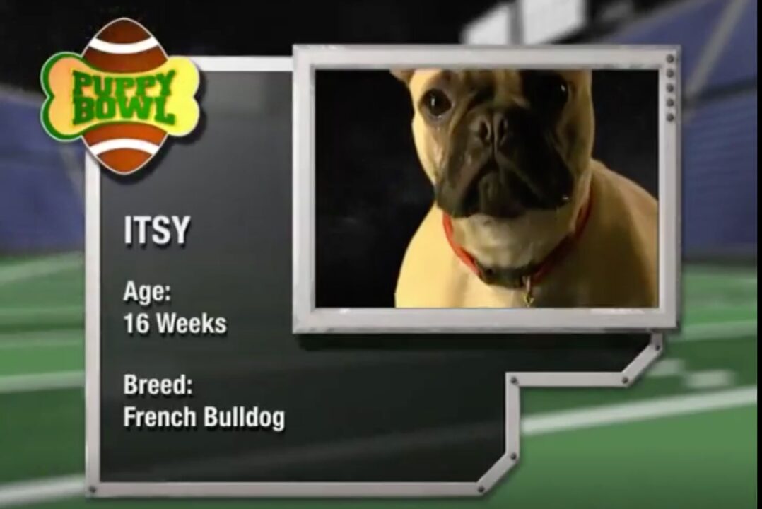 image from the first Puppy Bowl on Animal Planet in 2005. It introduces one of the puppy "players" as Itsy, Age: 16 weeks, Breed: French Bulldog. There is an face shot of Itsy in the upper right corner of the box; in the upper left is the Puppy Bowl logo.