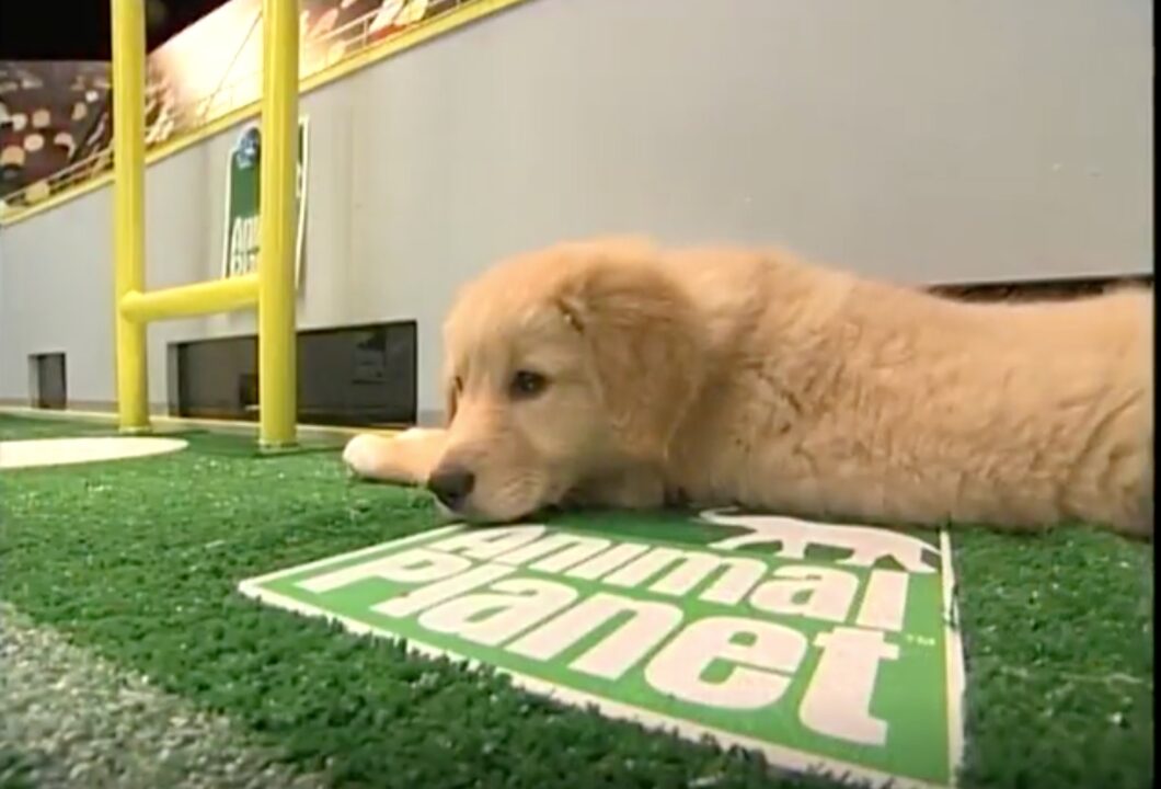 image from the first Puppy Bowl in 2005 on Animal Planet. A golden retriever puppy is lying down on top of the Animal Planet logo on the field near the goal post of one end zone, looking out at the action on the field as he or she rests.