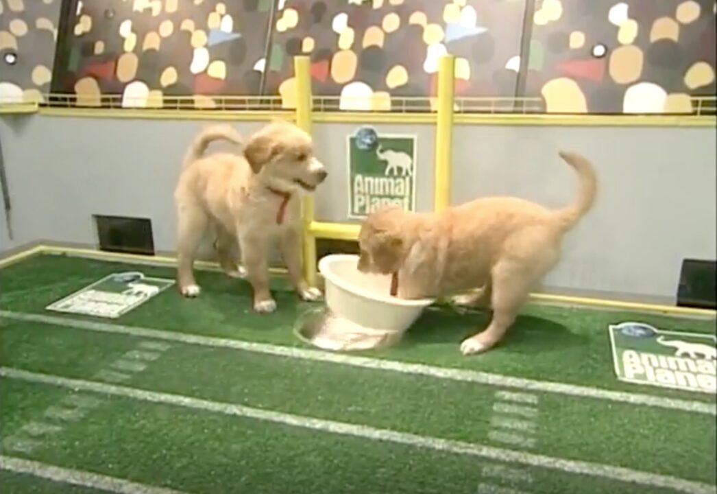 image from the first Puppy Bowl on Animal Planet in 2005. Two golden retriever puppies are splashing in the water bowl in one end zone of the field, with the bowl about to tip over.