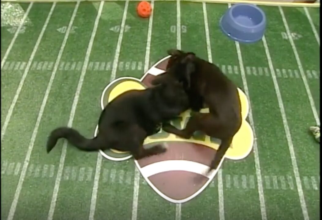 image from the first Puppy Bowl on Animal Planet in 2005. Two black-colored puppies are wrestling mid-field on the gridiron, right on top of the Puppy Bowl logo that is on the field.