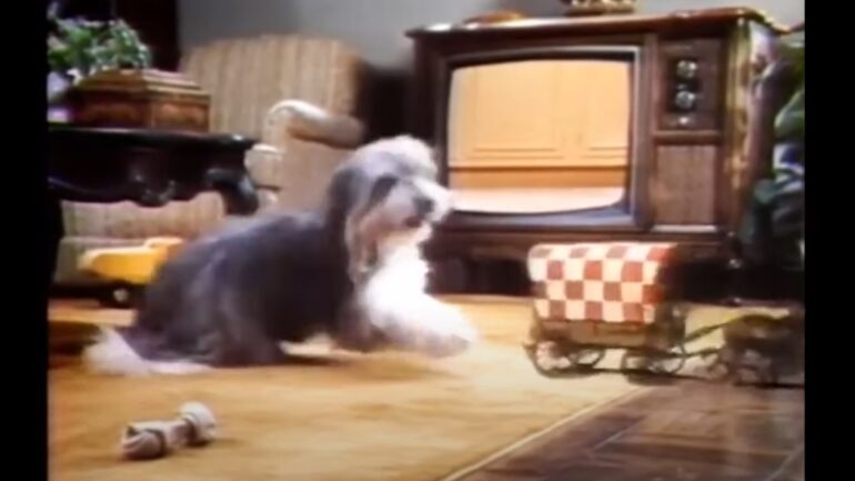 screenshot from a 1975 commercial for Purina Chuck Wagon dog food. It shows the famous little chuck wagon coming out of the TV in front of a dog, who is leaping up from a lying position on a carpet in front of the television to pursue the wagon.