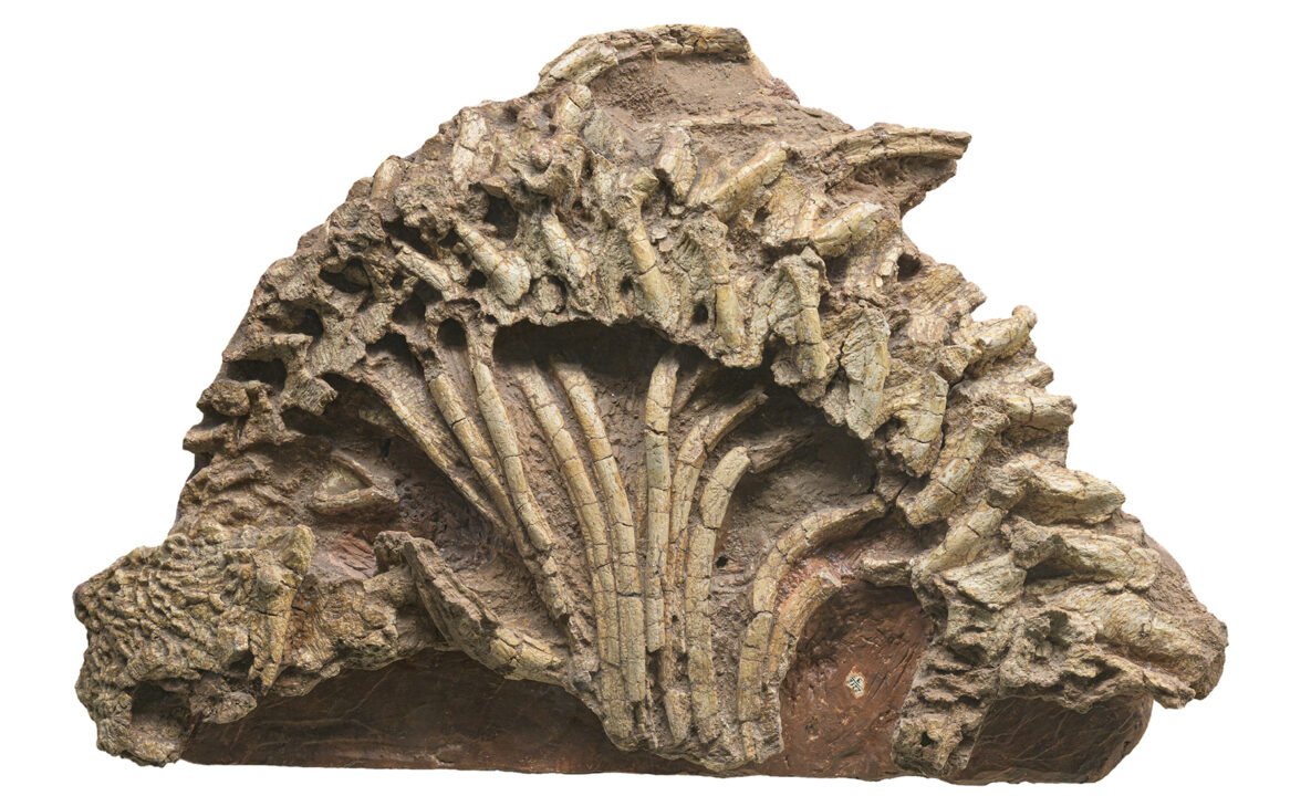 Pareiasaurus Deltavyatia (Deltavjatia vjatkensis). Paleontology late Permian fossils.