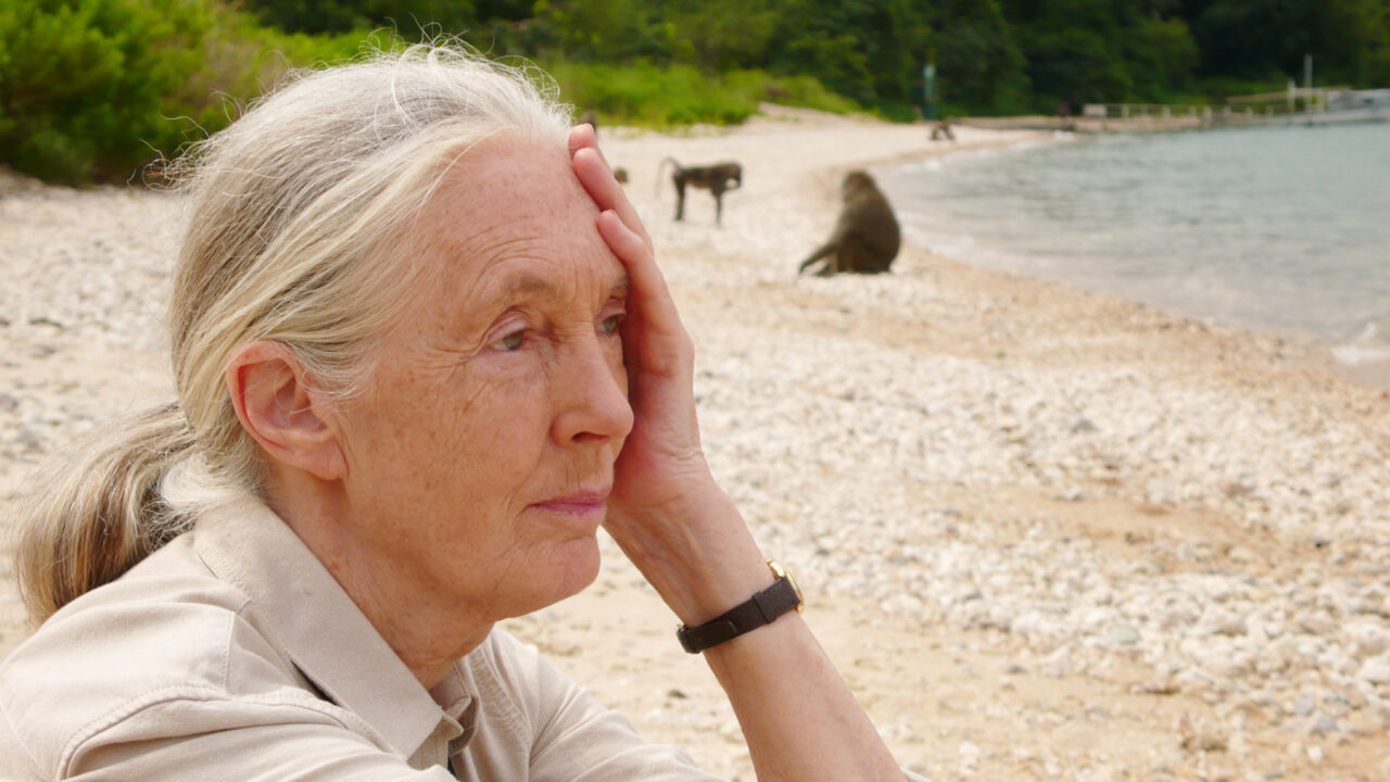 Jane's Journey Jane Goodall, 2010