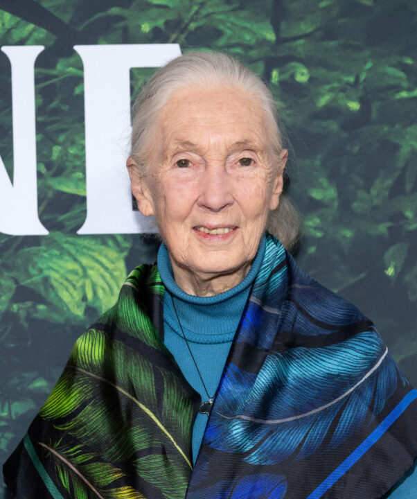 Dr. Jane Goodall attends the Los Angeles Premiere of Apple TV+ Original Series "Jane" at the California Science Center on April 14, 2023 in Los Angeles, California