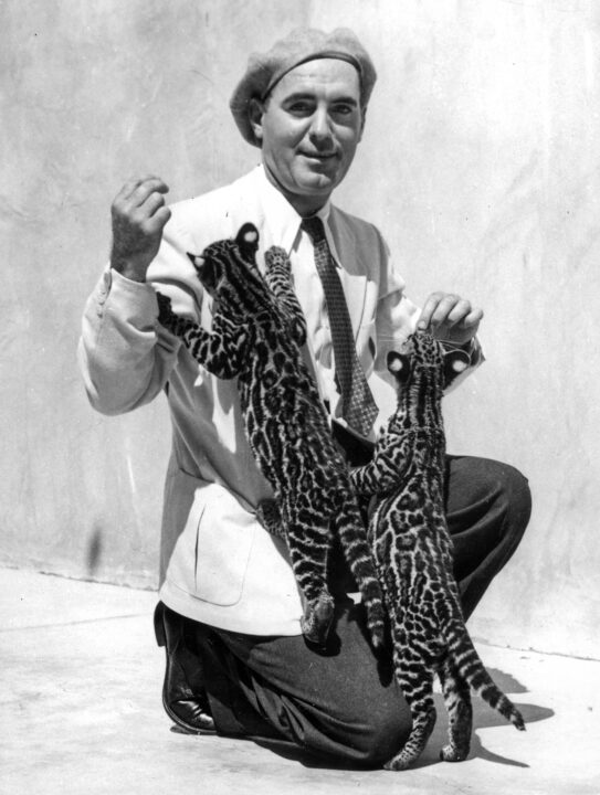 "Fun, But Ocelot-Ta Trouble" says Pat O'Brien Hollywood Calif... pat O'Brien, Warner Brothers film star, joins the ranks of film celebrities who keep strange pets. here he is with a pair of baby Ocelots — bloodthirsty jungle cats — recently sent him from Panama by a friend. For the time being they are corralled on the handball court at his home.9/17/1936 