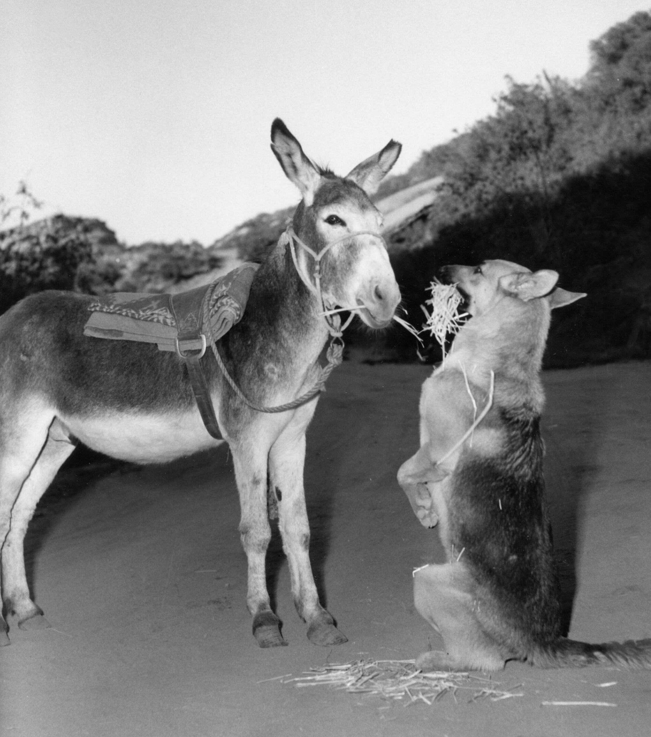 THE ADVENTURES OF RIN TIN TIN, 1954-59.