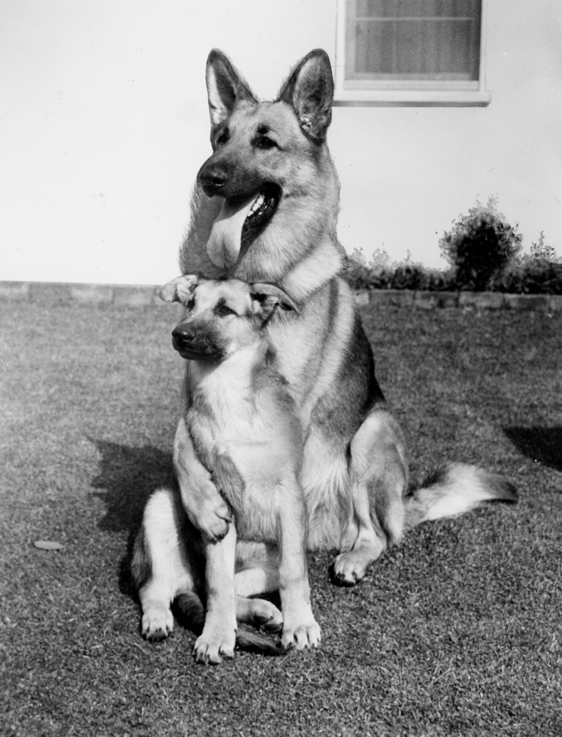 THE ADVENTURES OF RIN TIN TIN, Rin Tin Tin, takes family portrait with offspring, Rinty V, for Father's Day, 1954-59.