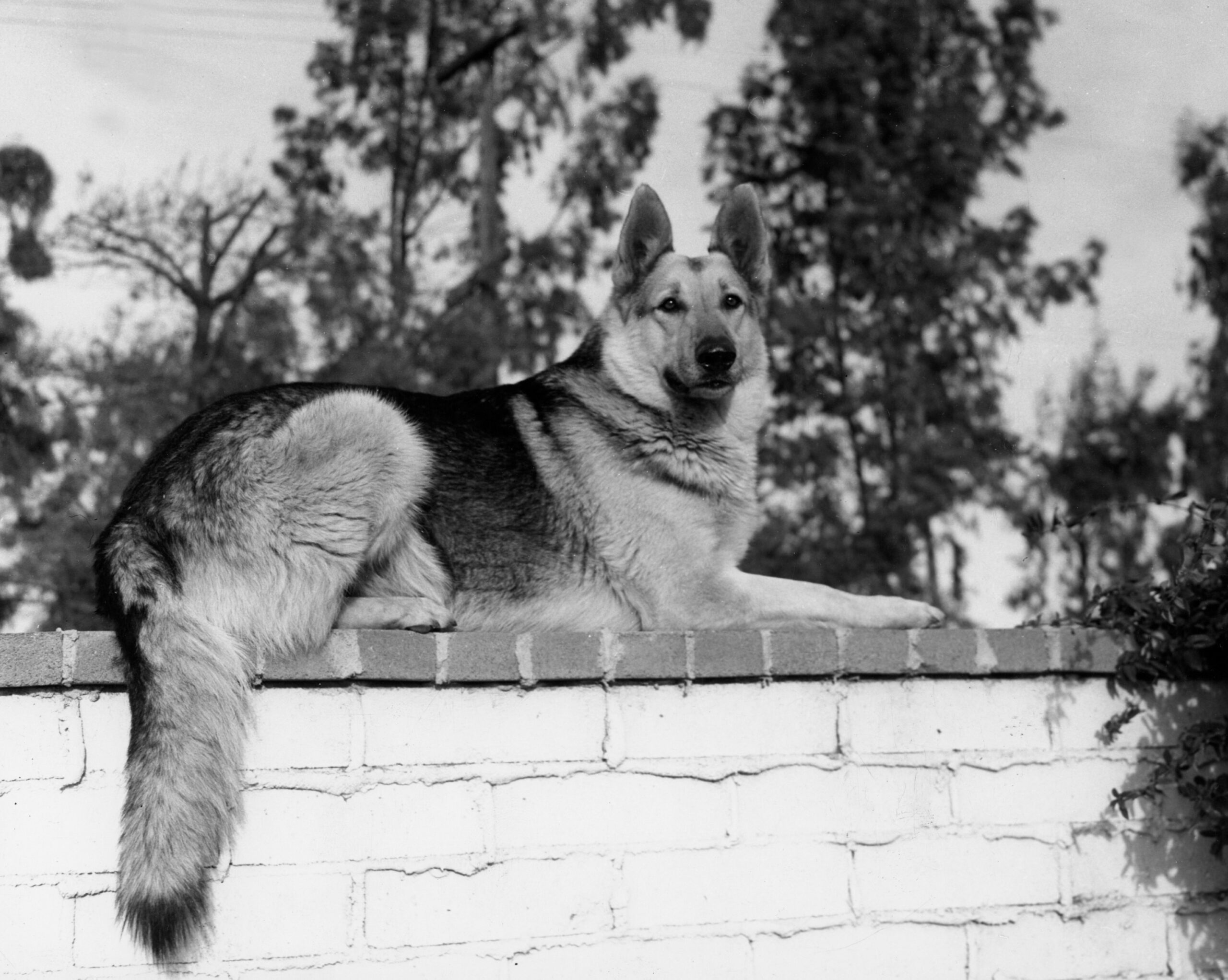 THE ADVENTURES OF RIN TIN TIN, 1954-59.