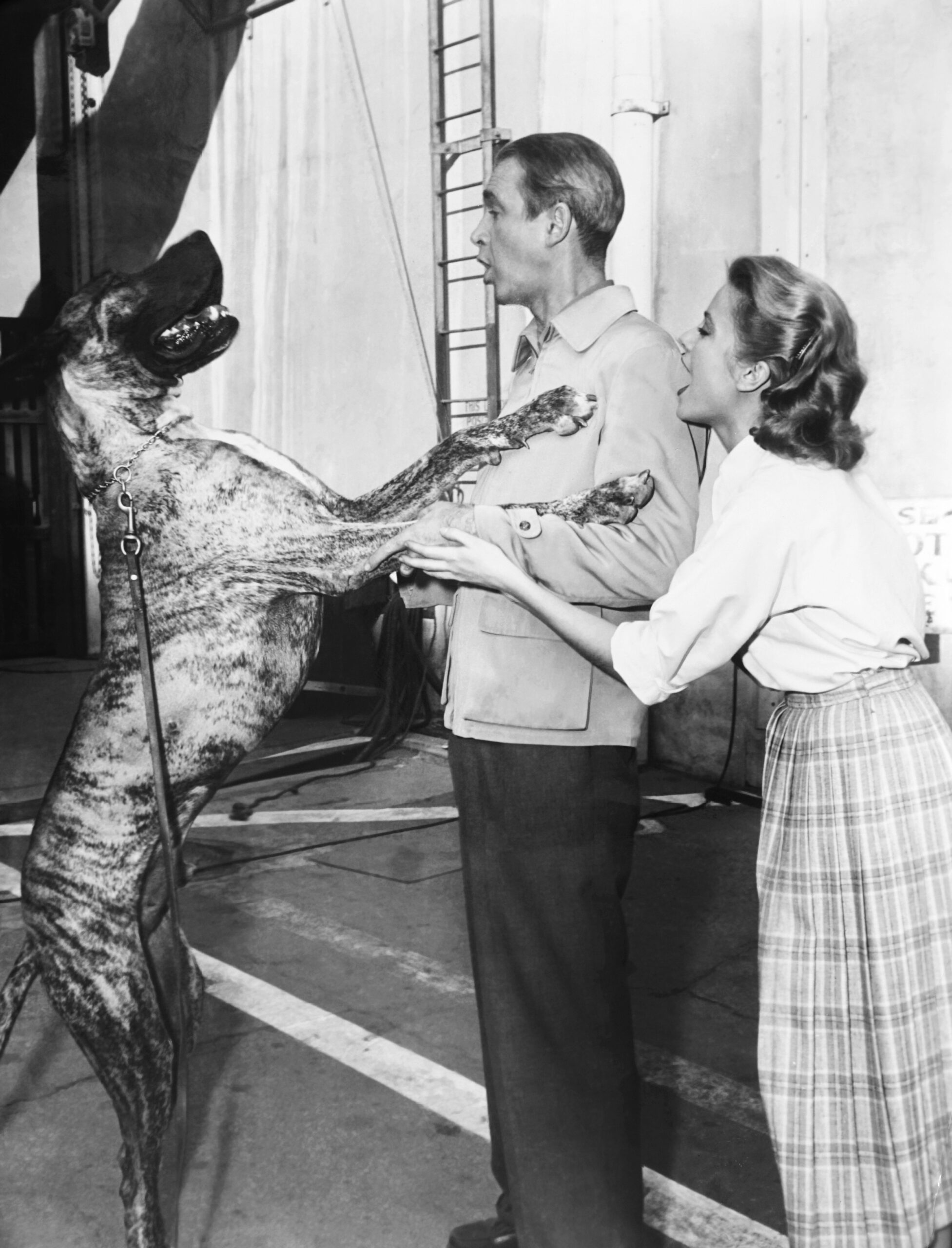 REAR WINDOW, from left: James Stewart, Grace Kelly having fun with Rosemary Clooney's Great Dane 'King' on the Paramount lot, 1954