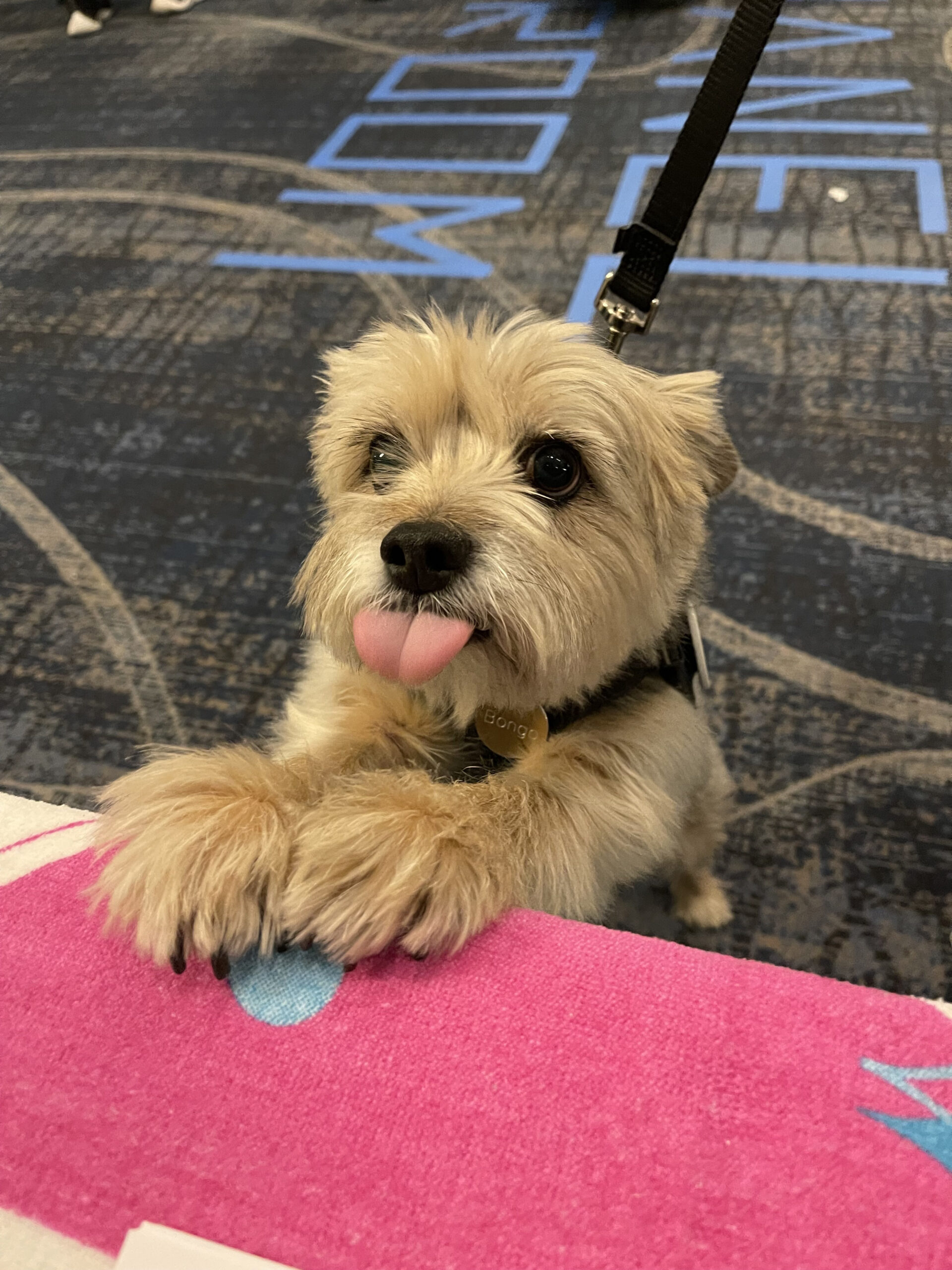 Cute dog at Hollywood Show 2025