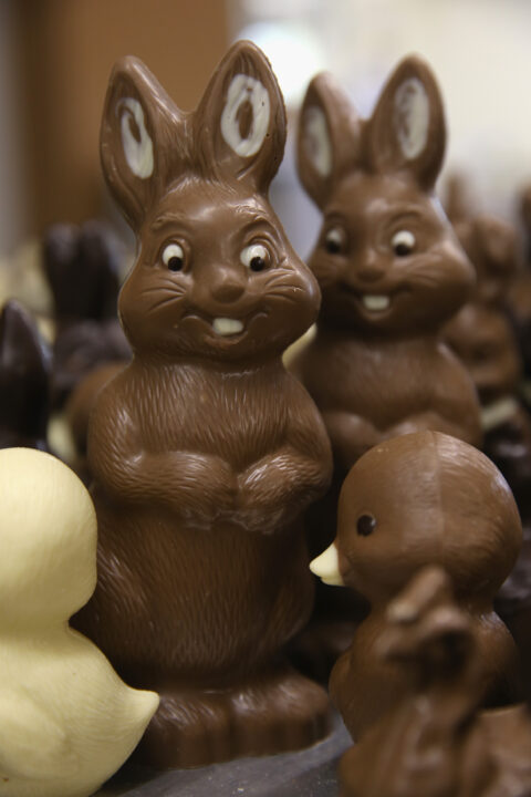 HORNOW, GERMANY - APRIL 09: Chocolate Easter bunnies and other animals lie on a table prior to being packaged at the production facility at Confiserie Felicitas chocolates maker on April 9, 2014 in Hornow, Germany. Easter is among the busiest times of year for the chocolatier, which produces Easter bunnies and eggs in a wide variety of sizes and styles. Founded by Belgian expats Goedele Matthyssen and Peter Bientsman the company will soon celebrate its 21st year.