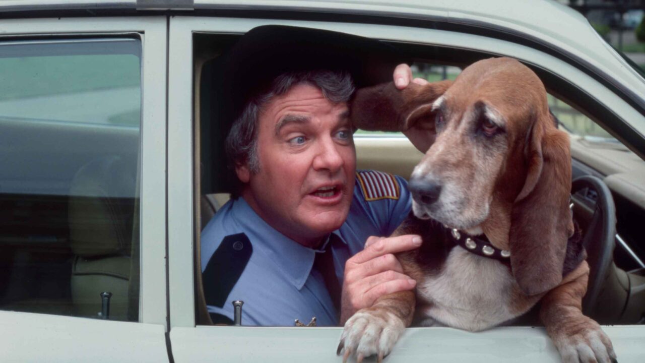 DUKES OF HAZZARD, James Best, Flash, bloodhound dog, 1979-1985. photo: Gene Trindl/TV Guide/courtesy Everett Collection