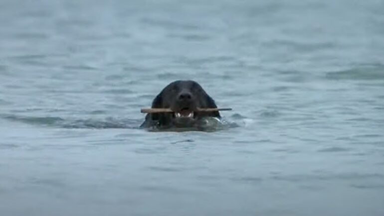 image from the 1975 movie