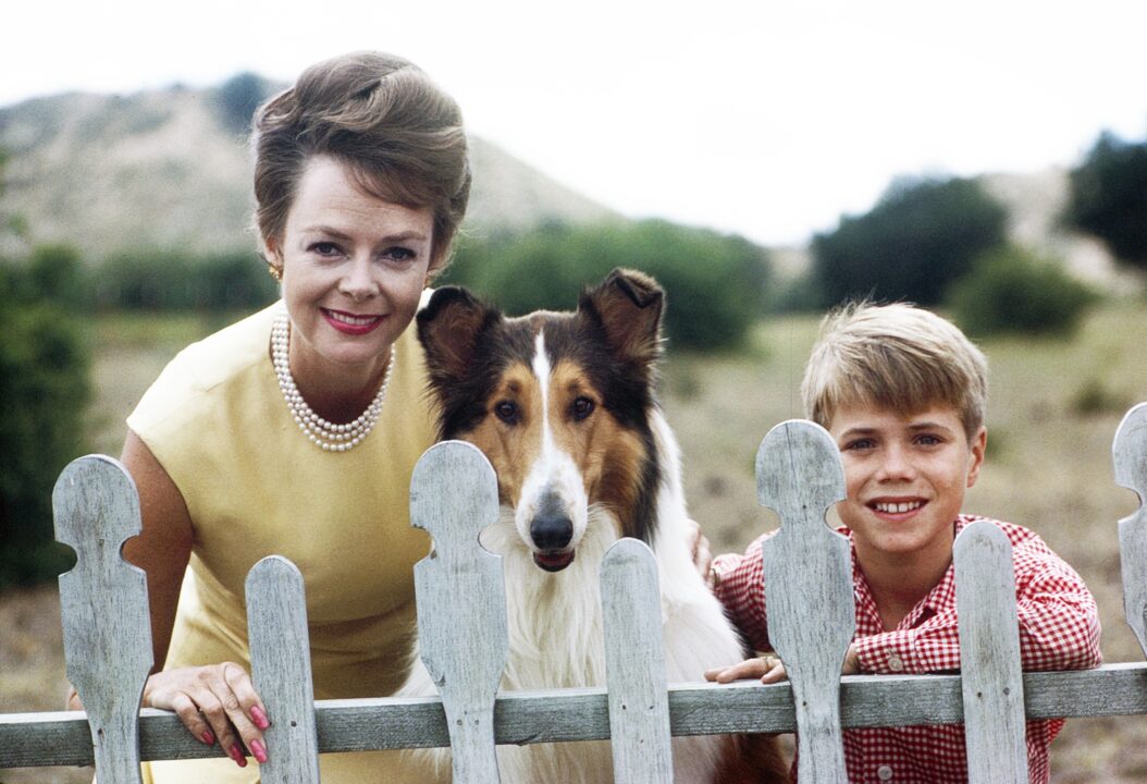 LASSIE, from left: June Lockhart, Lassie, Jon Provost, (1963), 1954-1974. ph: John R. Hamilton / TV Guide /Courtesy Everett Collection