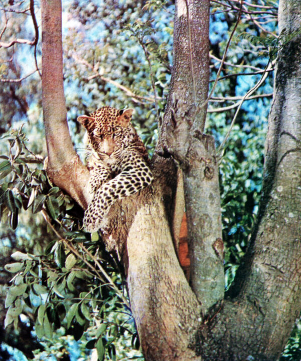 HATARI!, 1962