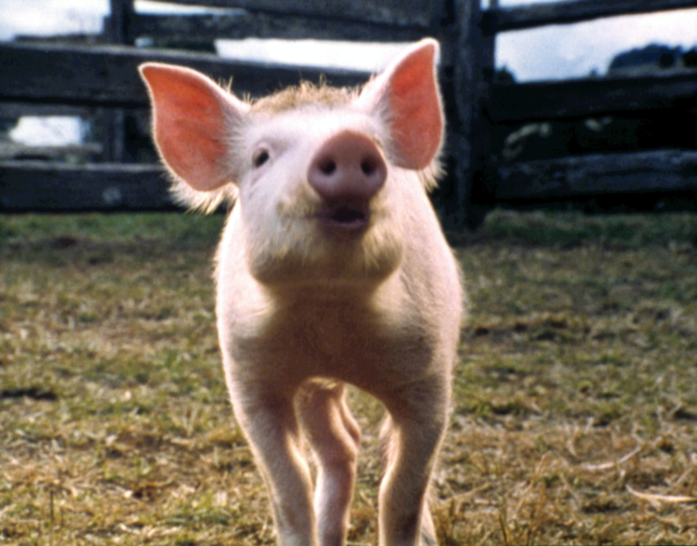 BABE, Sheep, Pig, 1995
