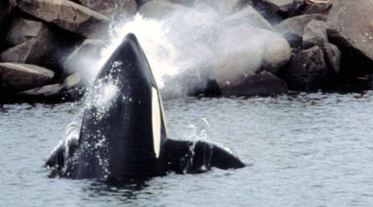 FREE WILLY, Jason James Richter, Keiko, 1993.