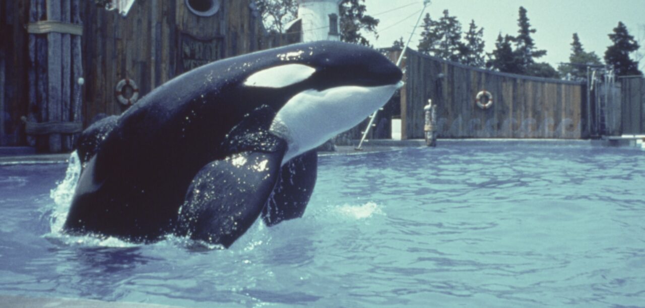 FREE WILLY, killer whale, 1993. © Warner Bros / courtesy Everett Collection