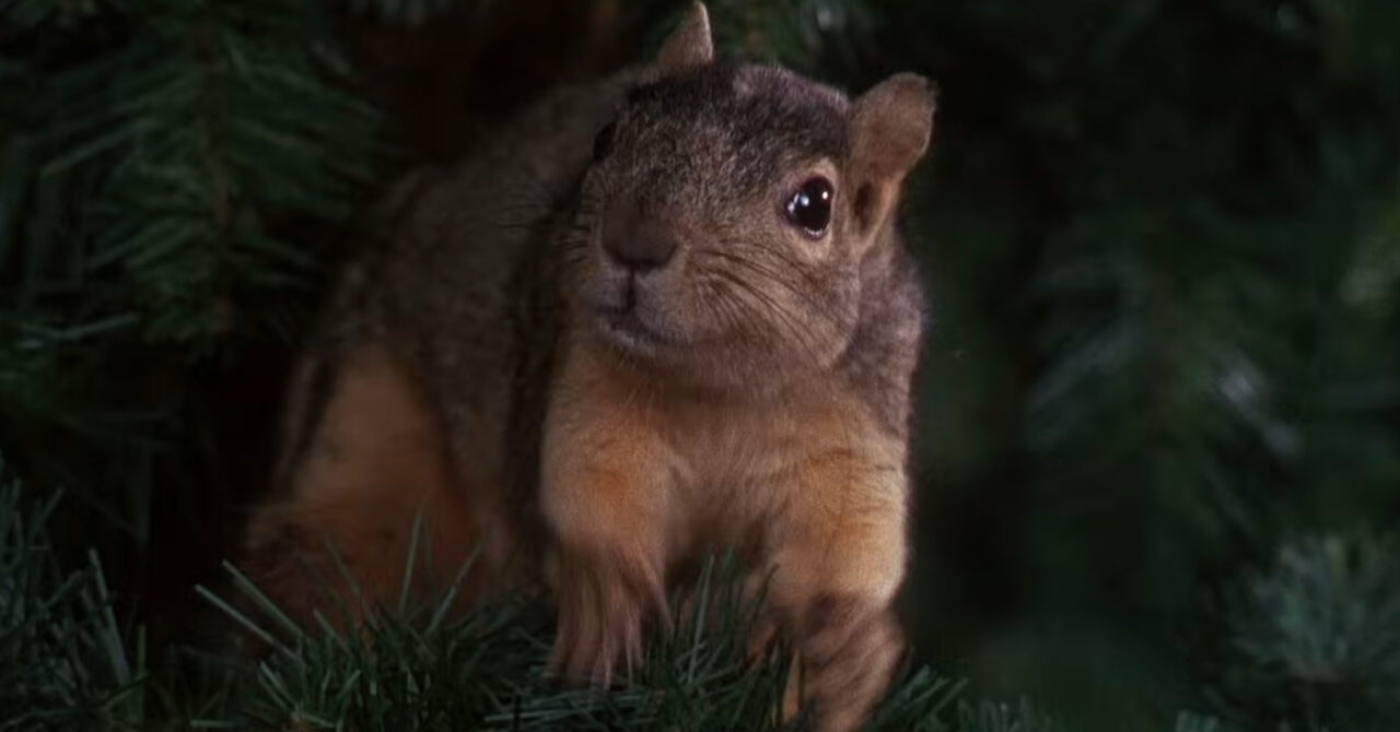 NATIONAL LAMPOON'S CHRISTMAS VACATION, 1989