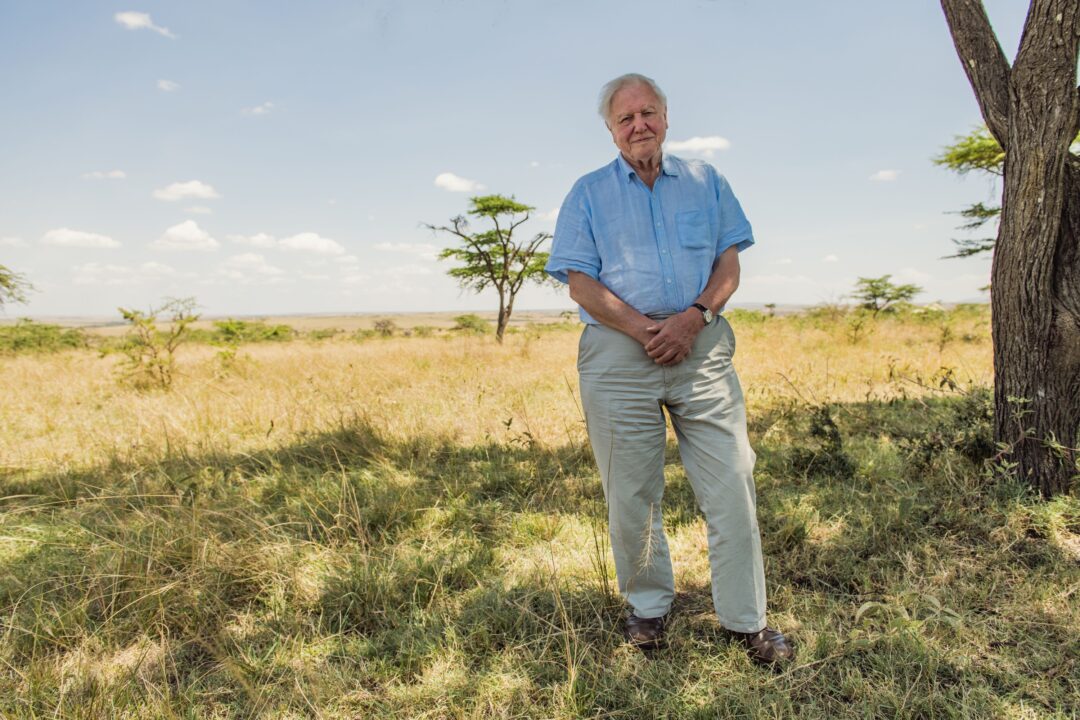 DAVID ATTENBOROUGH: UNA VIDA EN NUESTRO PLANETA, David Attenborough fotografiado en Maasai Mara, Kenia, 2020